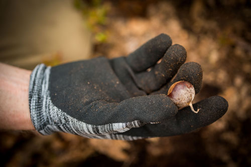 A hand holds a chestnut seed