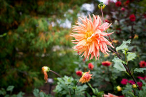 Dahlia flowers during fall