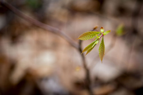 Leaves of an american chestnut tree