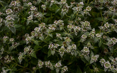 Mountain mint in bloom with small white flowers.