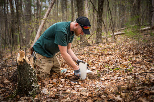 Land Steward Robert Graham plants a chestnut seed