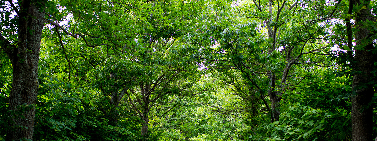 A shaded forest of tall trees