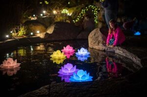 Lit up lotus lanterns floating on a pond as a child watches