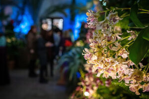 Orchids lit up by light at night while visitors mingle in the background