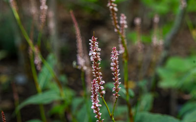 White and pink blooms open on a knotweed plant.