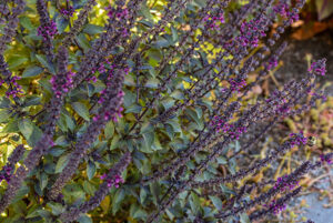 Dark purple basil with its purple rims and flowers