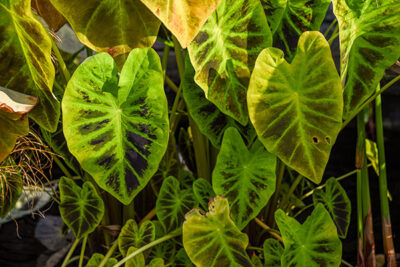 The elephant-eared Imperial Taro which has all-black leaves contrasted against green veins. 