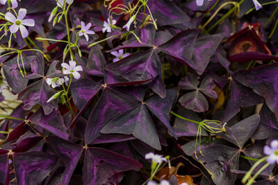 The purple leaves of false shamrock look like butterfly wings. 