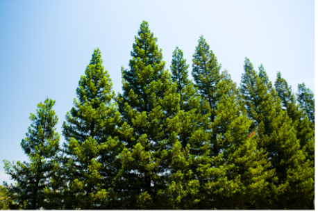 large pine trees