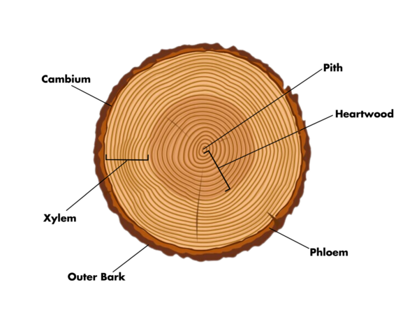 Tree trunk diagrarm