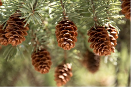 Pine cones hanging from a pine tree up-close