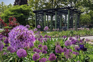 Purple flowers