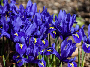 flowers reticulated iris