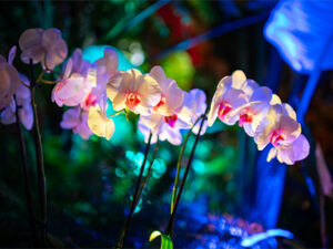 orchid after dark