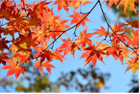 maple leafs in autumn