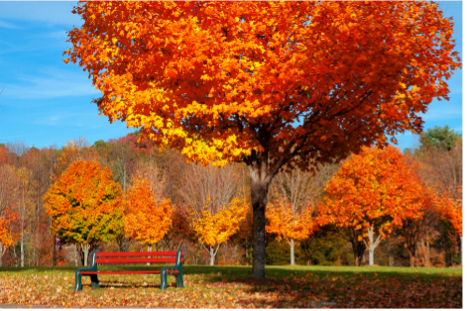 surrounding fall foliage orange maple leafs in a garden with a bench