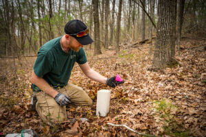 Chestnut tree planting restoration by a staff member