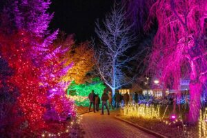 night lights at New England Botanic Garden