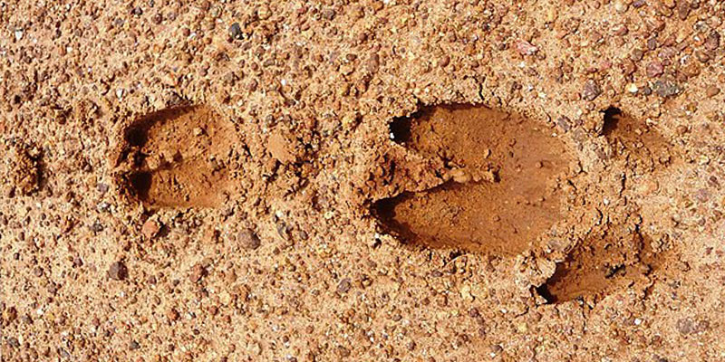 deer hooves animal tracking