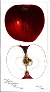 red apple opalescent