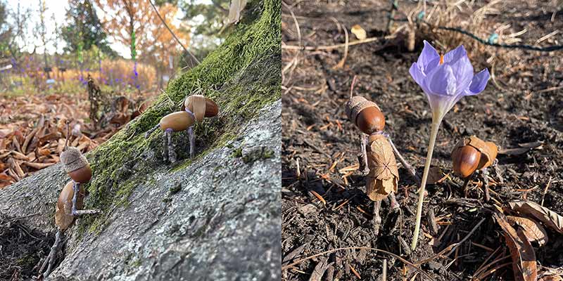 Acorn pals