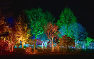 night lights trees illuminate