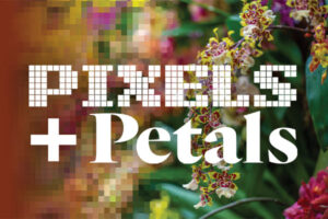 pixels and petals logo and pixelated orchid background