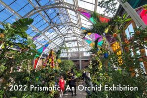 Prismatic Orchid exhibition in the conservatory