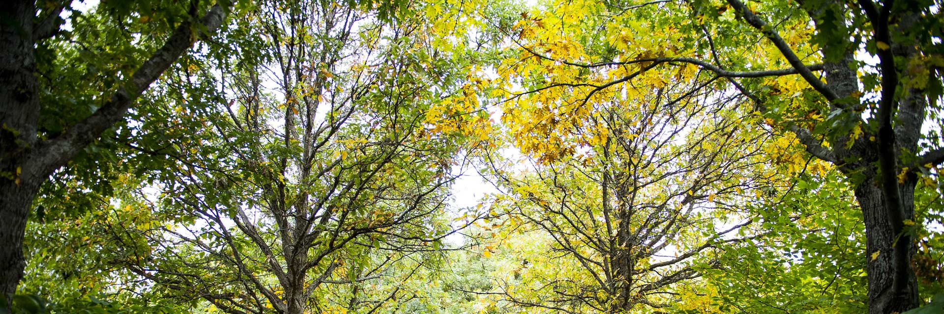 upper trees