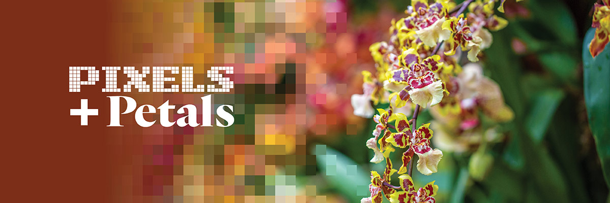 Pixels+petals logo banner
