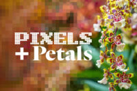 pixels and petals orchid exhibition