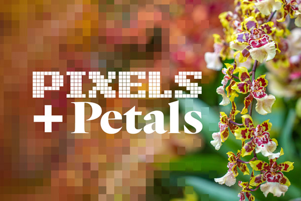 pixels and petals orchid exhibition