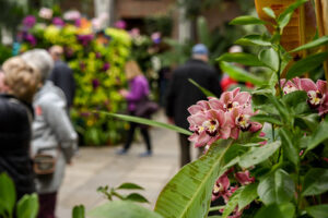 orchid flowers in a conservatory