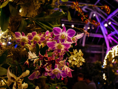 orchids after dark