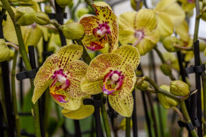 yellow orchids