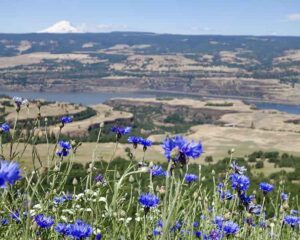 Columbia River in Oregon landscape