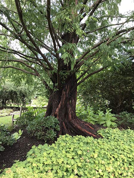 tree in the summer