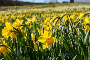 Field of daffodils during the spring