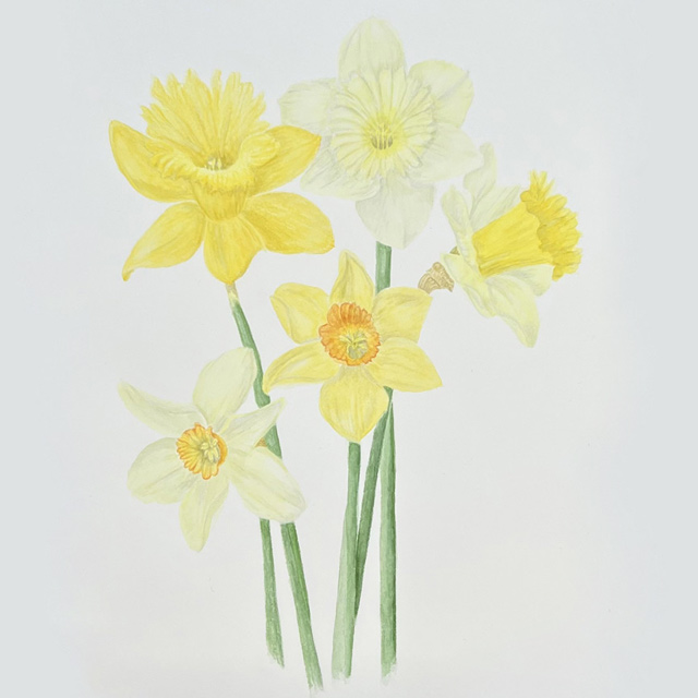 daffodils illustration
