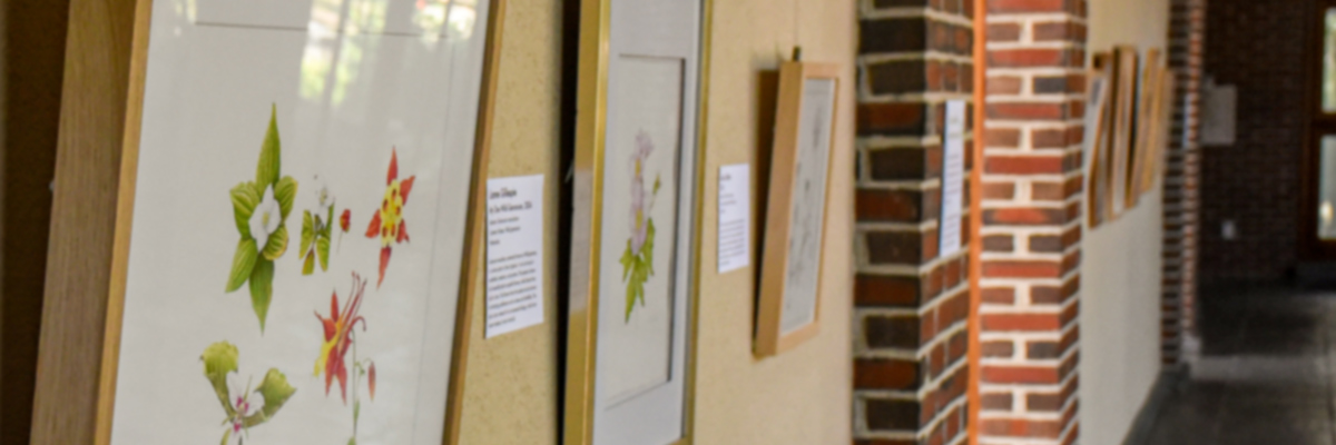 NESBA illustrated wildflowers exhibit