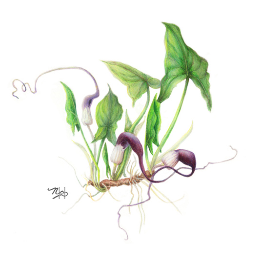 mouseplants illustration