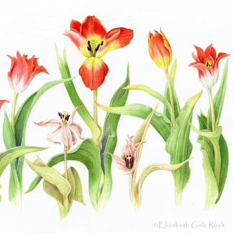 tulip watercolor illustration