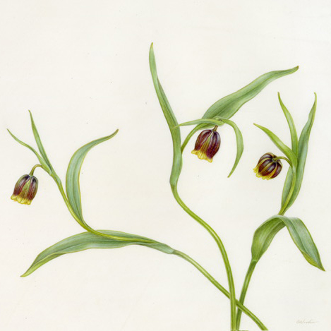 fritallaria illustration