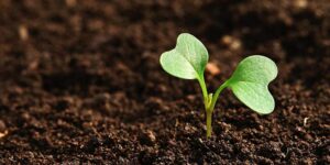 sprout growing out of soil