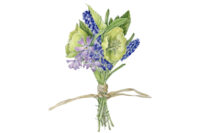 spring awakening illustrated botany