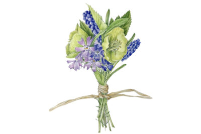 spring awakening illustrated botany