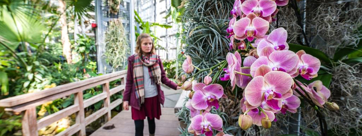 Woman observing orchids indoor of a conservatory