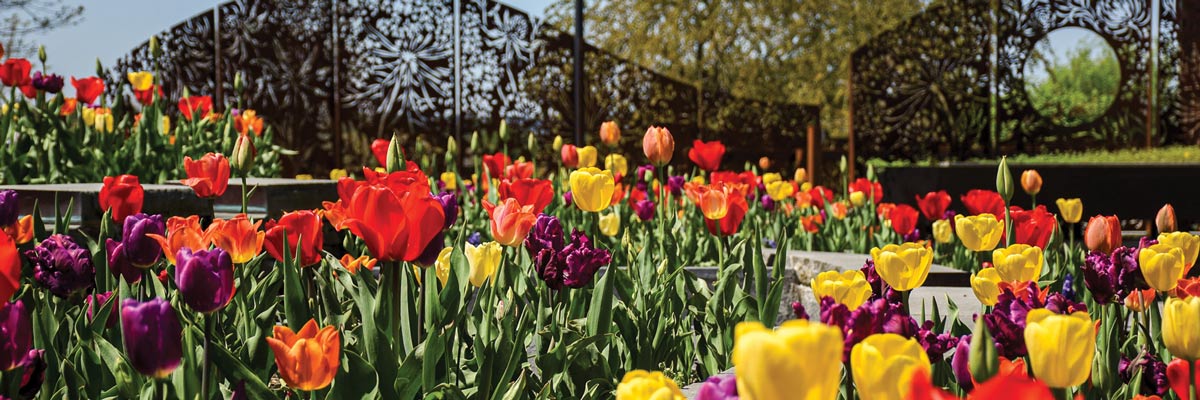 Tulips at the Garden