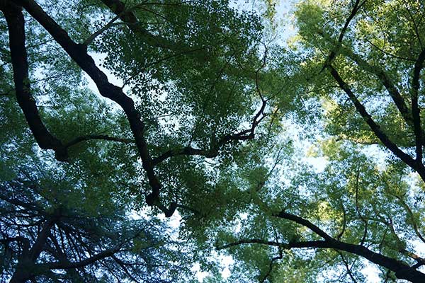 looking up at trees in a forest