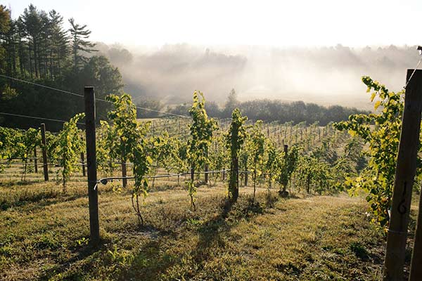 winelover-daytour-thumbnail Wine vineyard